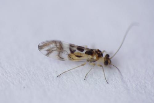 Graphopsocus cruciatus